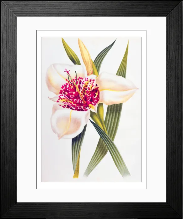 Framed Print : Botany plants antique engraving illustration: tigridia pavonia alba Framed Print : Botany plants antique engraving illustration: tigridia pavonia alba