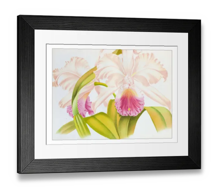 Framed Print : Botany plants antique engraving illustration: cattleya mendelii superbissima