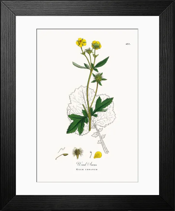 Framed Print : Wood Avens, Geum urbanum, Victorian Botanical Illustration, 1863 Framed Print : Wood Avens, Geum urbanum, Victorian Botanical Illustration, 1863