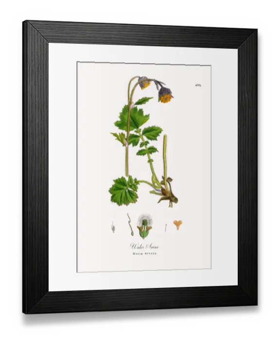 Framed Print : Water Avens, Geum rivale, Victorian Botanical Illustration, 1863 Framed Print : Water Avens, Geum rivale, Victorian Botanical Illustration, 1863