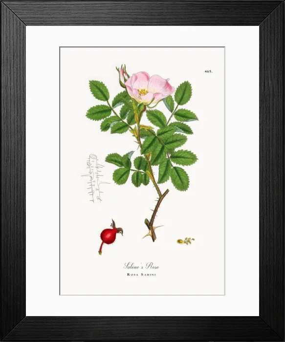 Framed Print : Sabineas Rose, Rosa Sabini, Victorian Botanical Illustration, 1863 Framed Print : Sabineas Rose, Rosa Sabini, Victorian Botanical Illustration, 1863