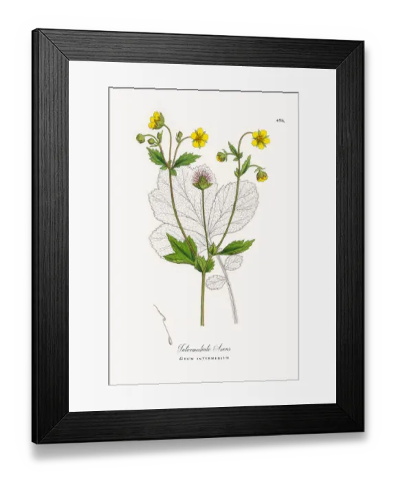 Framed Print : Intermediate Avens, Geum intermedium, Victorian Botanical Illustration, 1863 Framed Print : Intermediate Avens, Geum intermedium, Victorian Botanical Illustration, 1863