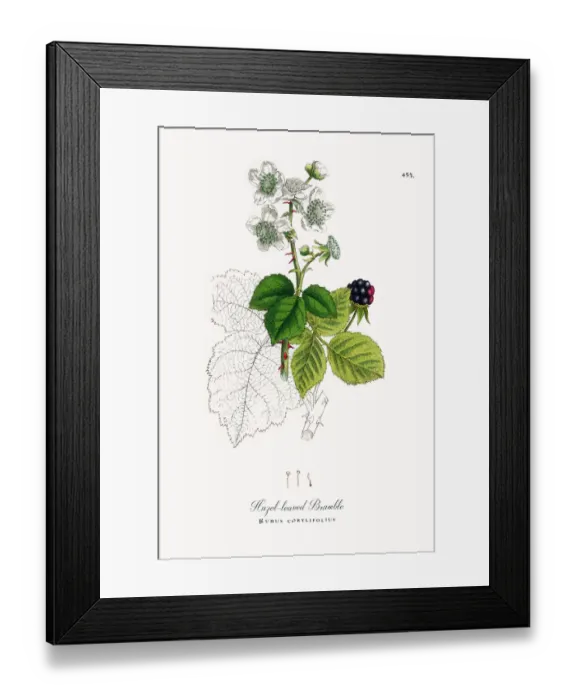 Framed Print : Hazel-leaved Bramble, Rubus corylifolius, Victorian Botanical Illustration, 1863 Framed Print : Hazel-leaved Bramble, Rubus corylifolius, Victorian Botanical Illustration, 1863