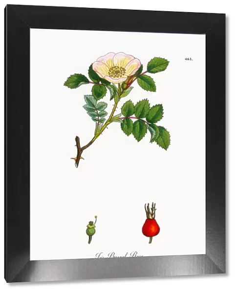 Irish Burnet-Rose, rosa hibernica, Victorian Botanical Illustration, 1863