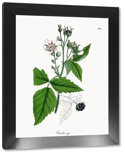 Dewberry, Rubus caesius, Victorian Botanical Illustration, 1863