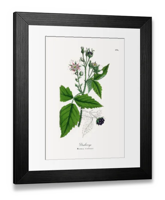 Framed Print : Dewberry, Rubus caesius, Victorian Botanical Illustration, 1863 Framed Print : Dewberry, Rubus caesius, Victorian Botanical Illustration, 1863