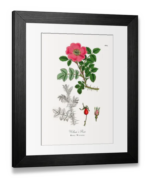 Framed Print : Wilsonas Rose, Rosa Wilsoni, Victorian Botanical Illustration, 1863 Framed Print : Wilsonas Rose, Rosa Wilsoni, Victorian Botanical Illustration, 1863