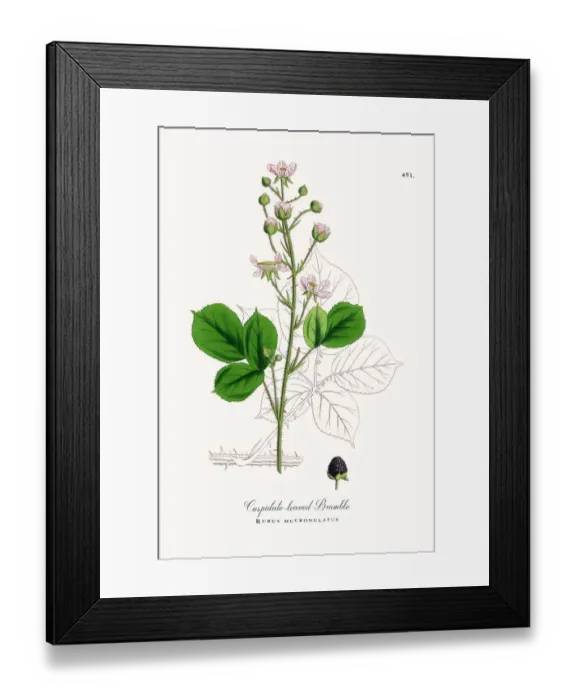 Framed Print : Cuspidate-leaved Bramble, Rubus mucronulatus, Victorian Botanical Illustration, 1863 Framed Print : Cuspidate-leaved Bramble, Rubus mucronulatus, Victorian Botanical Illustration, 1863