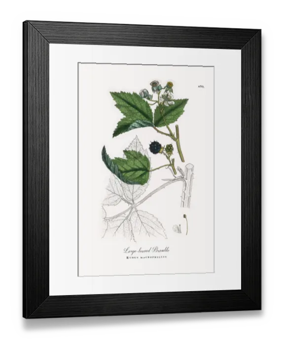Framed Print : Large-leaved Bramble, Rubus macrophyllus, Victorian Botanical Illustration, 1863 Framed Print : Large-leaved Bramble, Rubus macrophyllus, Victorian Botanical Illustration, 1863