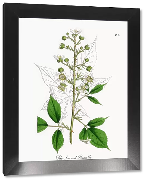 File-stemmed Bramble, Rubus Radula, Victorian Botanical Illustration, 1863