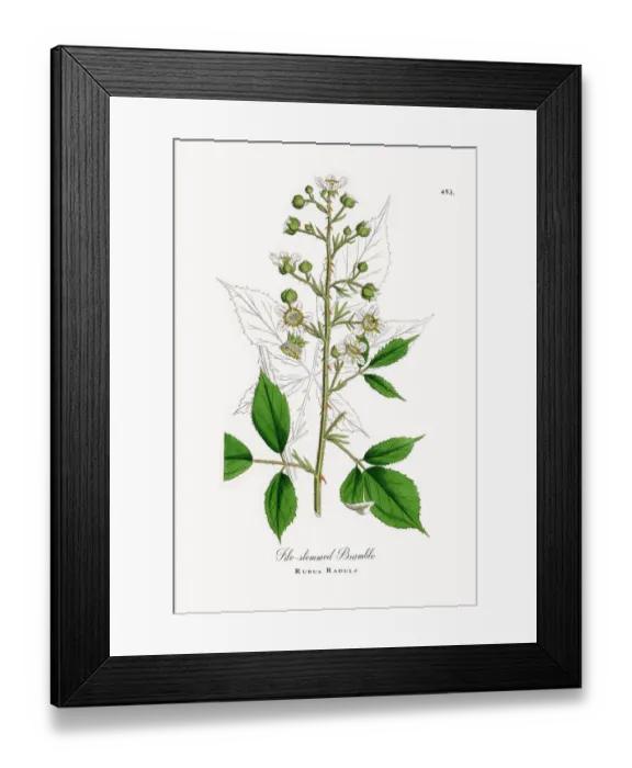 Framed Print : File-stemmed Bramble, Rubus Radula, Victorian Botanical Illustration, 1863 Framed Print : File-stemmed Bramble, Rubus Radula, Victorian Botanical Illustration, 1863