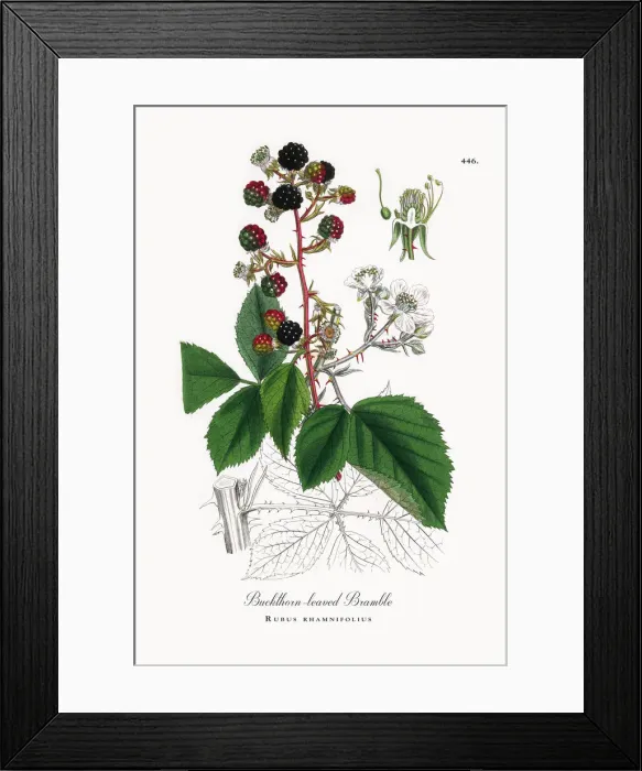 Framed Print : Buckthorn-leaved Bramble, Rubus rhamnifolius, Victorian Botanical Illustration, 1863 Framed Print : Buckthorn-leaved Bramble, Rubus rhamnifolius, Victorian Botanical Illustration, 1863