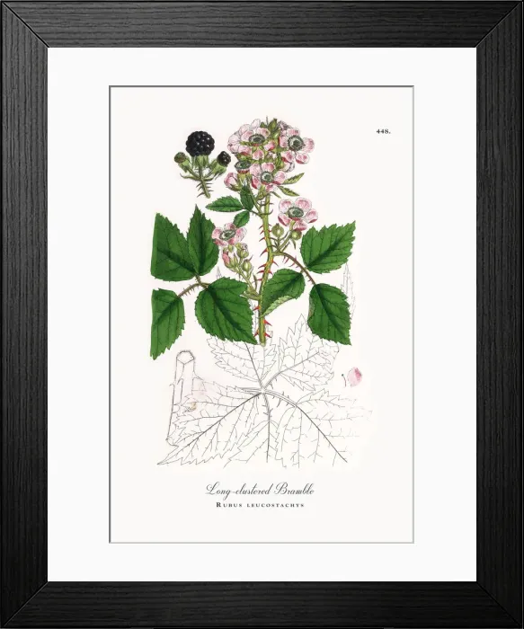 Framed Print : Long-clustered Bramble, Rubus leucostachys, Victorian Botanical Illustration, 1863 Framed Print : Long-clustered Bramble, Rubus leucostachys, Victorian Botanical Illustration, 1863