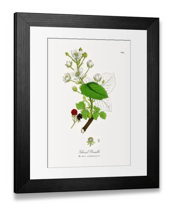Framed Print : Suberect Bramble, Rubus suberectus, Victorian Botanical Illustration, 1863 Framed Print : Suberect Bramble, Rubus suberectus, Victorian Botanical Illustration, 1863