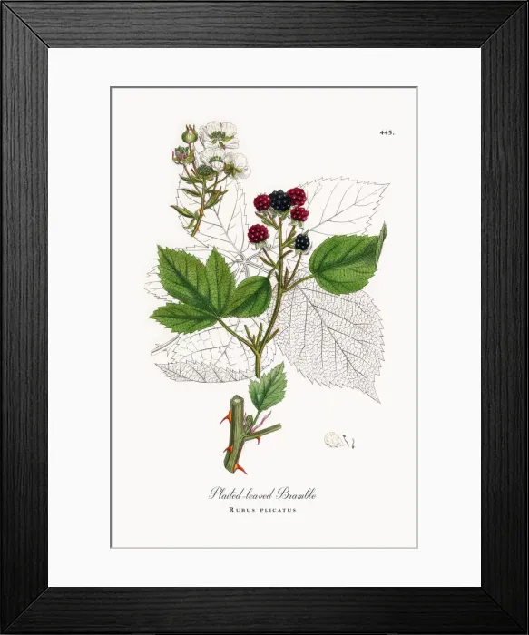 Framed Print : Plaited-leaved Bramble, Rubus plicatus, Victorian Botanical Illustration, 1863 Framed Print : Plaited-leaved Bramble, Rubus plicatus, Victorian Botanical Illustration, 1863