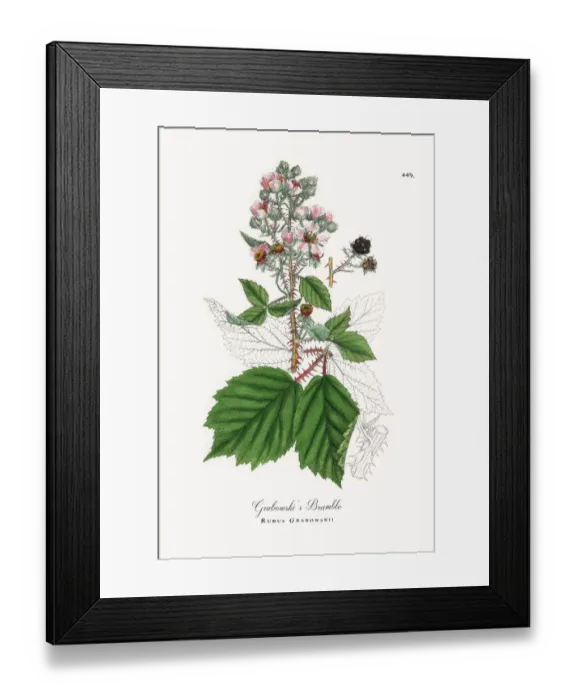 Framed Print : Grabowskiias Bramble, Rubus Grabowskii, Victorian Botanical Illustration, 1863 Framed Print : Grabowskiias Bramble, Rubus Grabowskii, Victorian Botanical Illustration, 1863