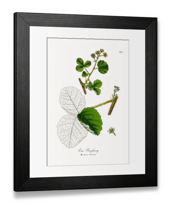 Framed Print : Lees Raspberry, Rubus Leesii, Victorian Botanical Illustration, 1863 Framed Print : Lees Raspberry, Rubus Leesii, Victorian Botanical Illustration, 1863