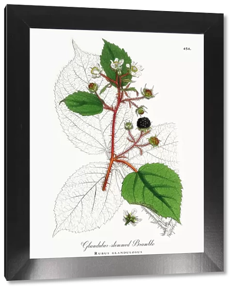Glandular-stemmed Bramble, Rubus glandulosus, Victorian Botanical Illustration, 1863