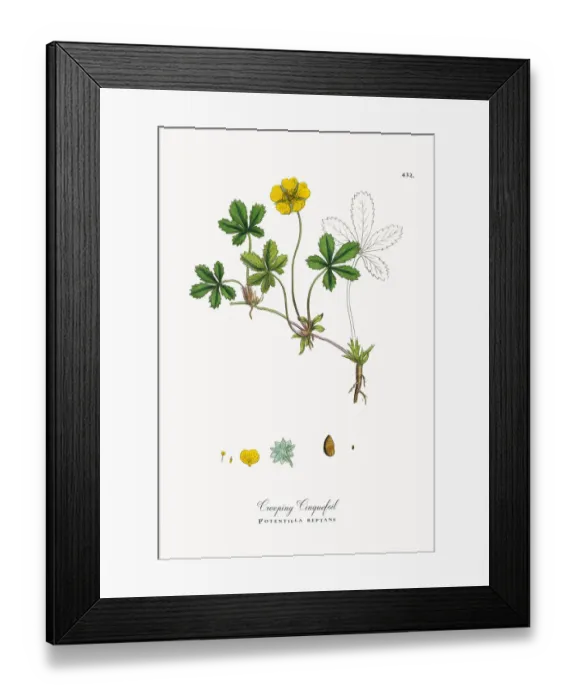 Framed Print : Creeping Cinquefoil, Potentilla reptans, Victorian Botanical Illustration, 1863 Framed Print : Creeping Cinquefoil, Potentilla reptans, Victorian Botanical Illustration, 1863
