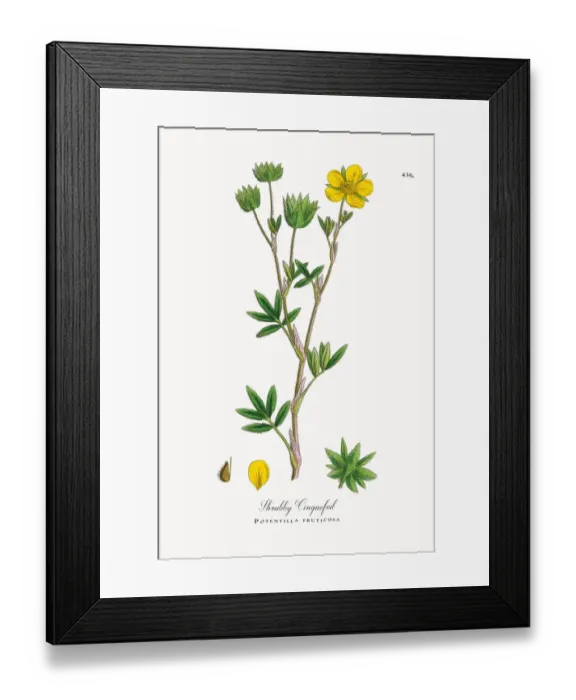 Framed Print : Shrubby Cinquefoil, Potentilla fruticosa, Victorian Botanical Illustration, 1863 Framed Print : Shrubby Cinquefoil, Potentilla fruticosa, Victorian Botanical Illustration, 1863