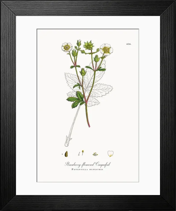 Framed Print : Strawberry-flowered Cinquefoil, Potentilla rupestris, Victorian Botanical Illustration, 1863 Framed Print : Strawberry-flowered Cinquefoil, Potentilla rupestris, Victorian Botanical Illustration, 1863