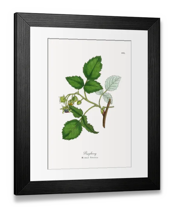 Framed Print : Raspberry, Rubus Idaeus, Victorian Botanical Illustration, 1863 Framed Print : Raspberry, Rubus Idaeus, Victorian Botanical Illustration, 1863