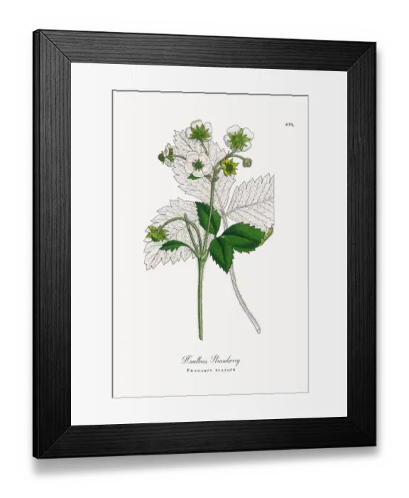 Framed Print : Hautbois Strawberry, Fragaria elatior, Victorian Botanical Illustration, 1863 Framed Print : Hautbois Strawberry, Fragaria elatior, Victorian Botanical Illustration, 1863
