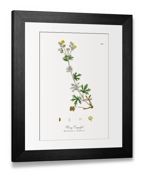 Framed Print : Hoary Cinquefoil, Potentilla argentea, Victorian Botanical Illustration, 1863 Framed Print : Hoary Cinquefoil, Potentilla argentea, Victorian Botanical Illustration, 1863