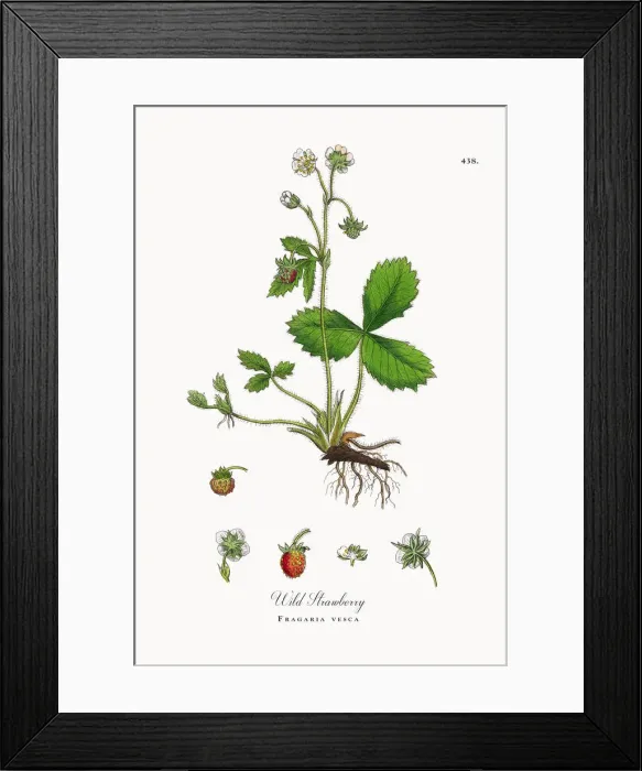 Framed Print : Botanical Illustrations Framed Print : Botanical Illustrations