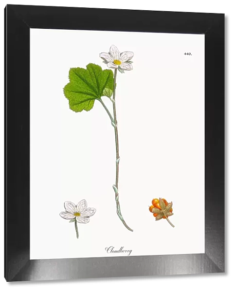 Botanical Illustrations