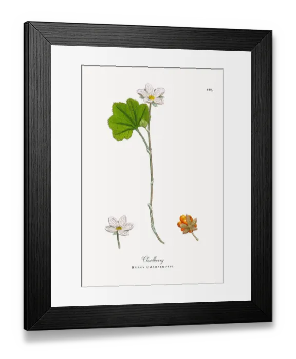 Framed Print : Botanical Illustrations