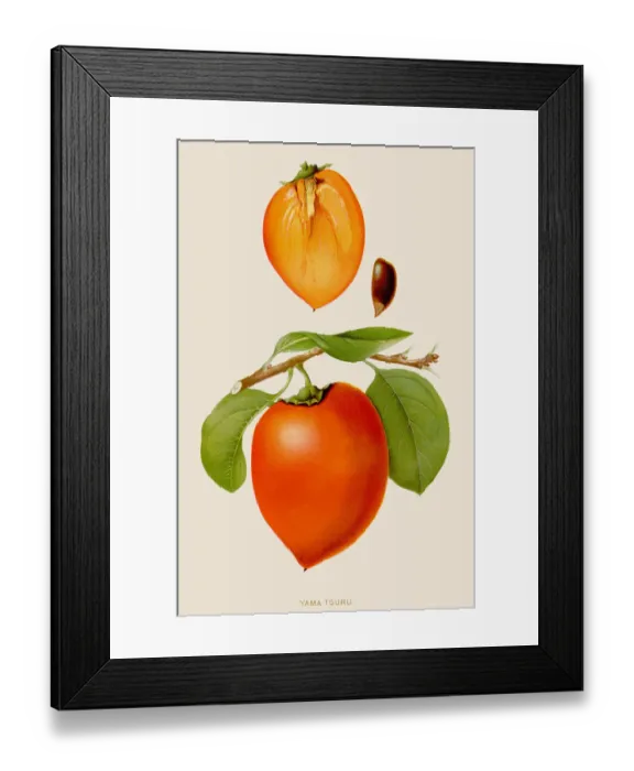 Framed Print : Yama tsuru fruit illustration 1891 Framed Print : Yama tsuru fruit illustration 1891