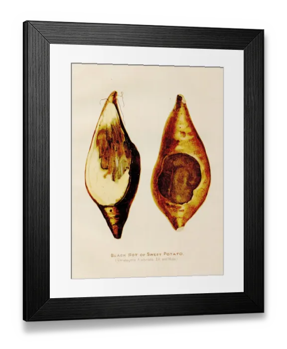 Framed Print : Sweet Potato illustration 1891 Framed Print : Sweet Potato illustration 1891