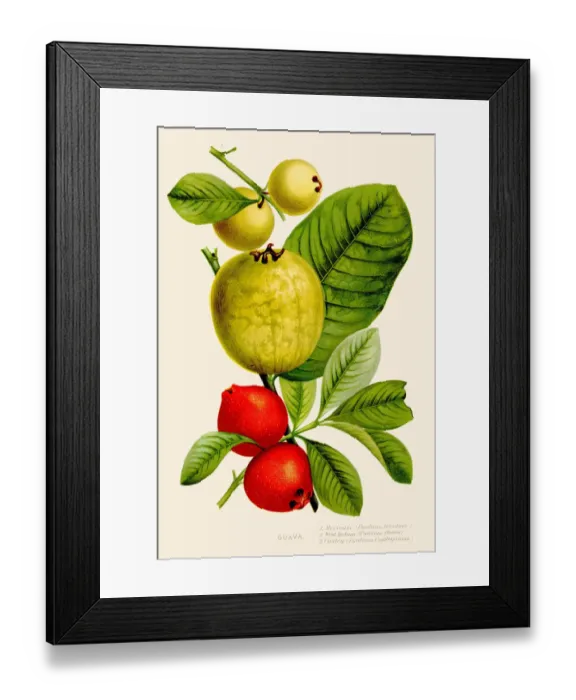 Framed Print : Guava fruit illustration 1891 Framed Print : Guava fruit illustration 1891