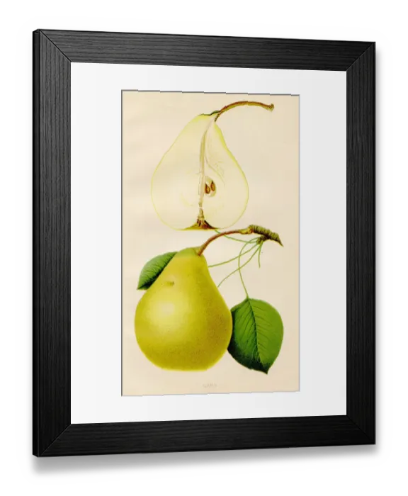 Framed Print : Gans pear illustration 1891 Framed Print : Gans pear illustration 1891