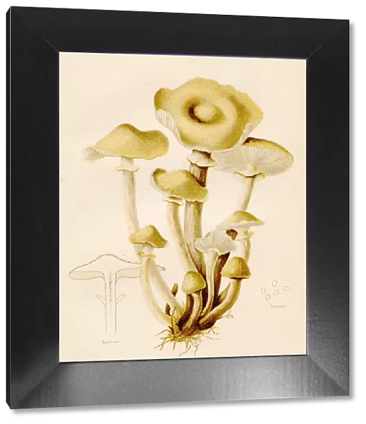 Honey mushroom illustration 1891