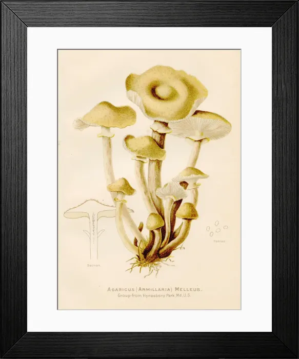 Framed Print : Honey mushroom illustration 1891 Framed Print : Honey mushroom illustration 1891