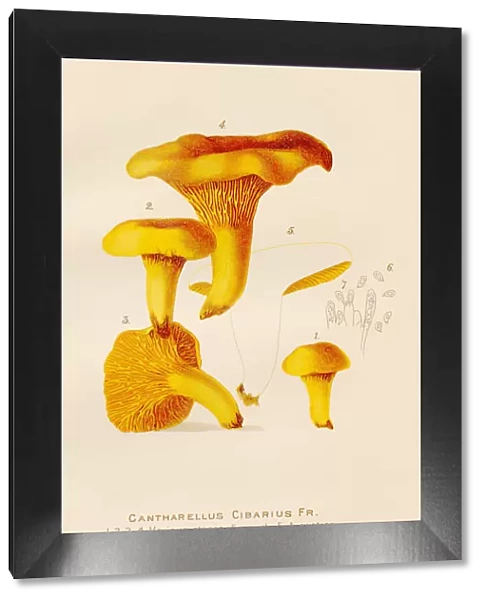 Chanterelle mushroom illustration 1891