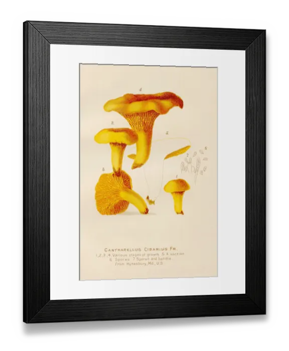 Framed Print : Chanterelle mushroom illustration 1891 Framed Print : Chanterelle mushroom illustration 1891