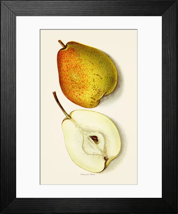 Framed Print : Douglas pear illustration 1892 Framed Print : Douglas pear illustration 1892