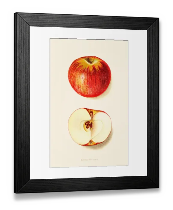 Framed Print : Summer king apple illustration 1892 Framed Print : Summer king apple illustration 1892