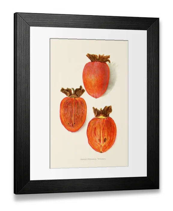 Framed Print : Ormond persimmon illustration 1892 Framed Print : Ormond persimmon illustration 1892