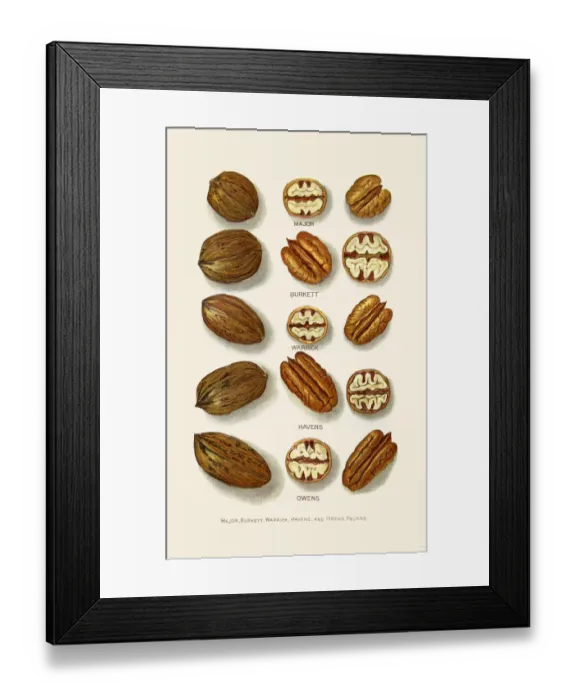 Framed Print : Pecan varieties illustration 1892 Framed Print : Pecan varieties illustration 1892