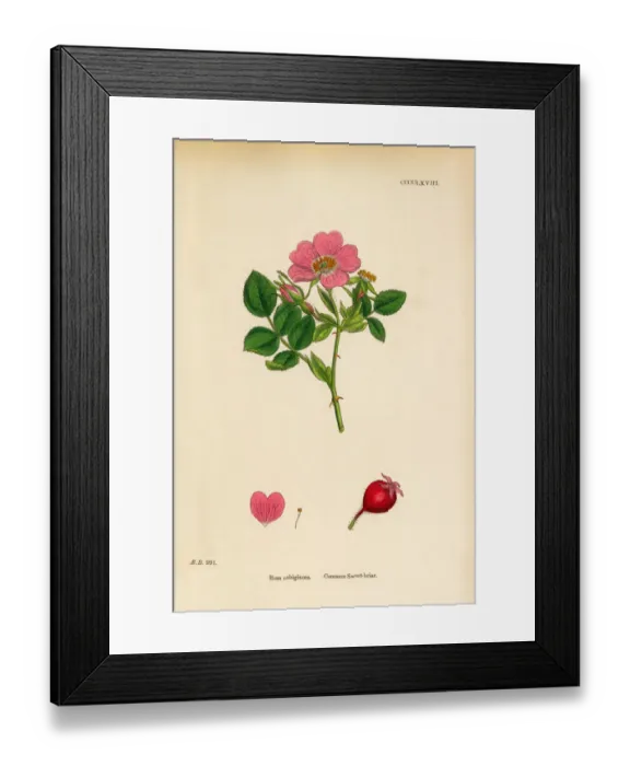 Framed Print : Common Sweetbriar, Rosa rubiginoas, Victorian Botanical Illustration, 1863 Framed Print : Common Sweetbriar, Rosa rubiginoas, Victorian Botanical Illustration, 1863