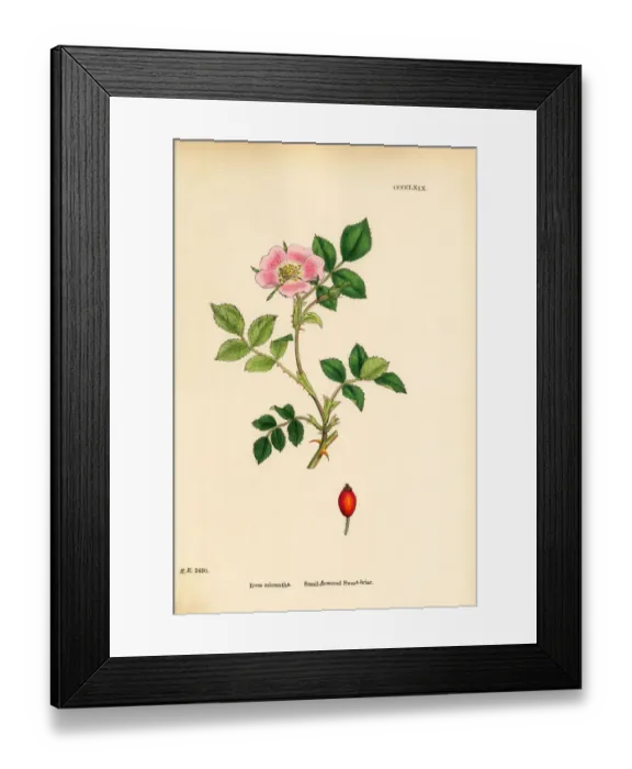 Framed Print : Small-flowered Sweetbriar, Rosa micrantha, Victorian Botanical Illustration, 1863