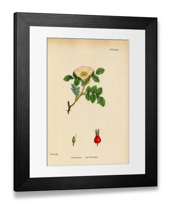 Framed Print : Irish Burnet-Rose, rosa hibernica, Victorian Botanical Illustration, 1863 Framed Print : Irish Burnet-Rose, rosa hibernica, Victorian Botanical Illustration, 1863