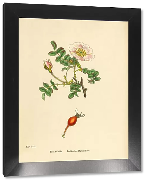 Red-fruited Burnet-Rose, rosa rubella, Victorian Botanical Illustration, 1863