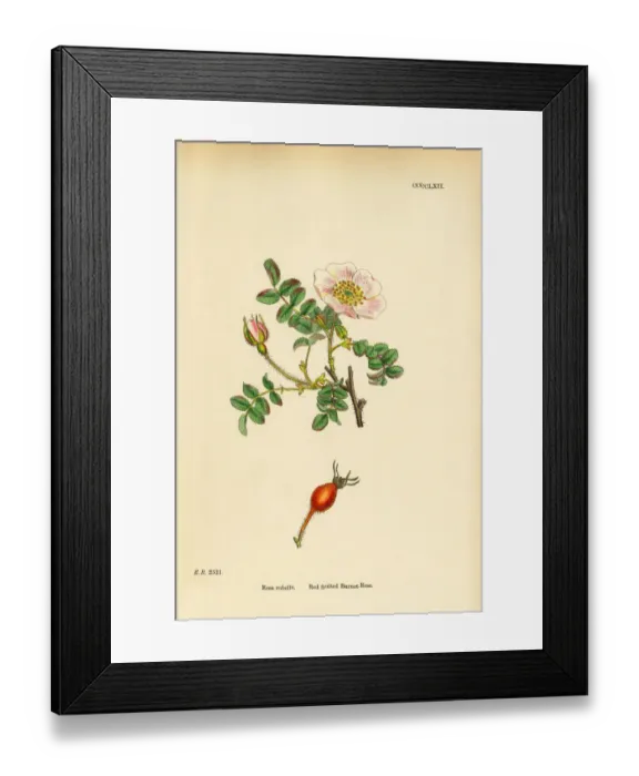 Framed Print : Red-fruited Burnet-Rose, rosa rubella, Victorian Botanical Illustration, 1863 Framed Print : Red-fruited Burnet-Rose, rosa rubella, Victorian Botanical Illustration, 1863