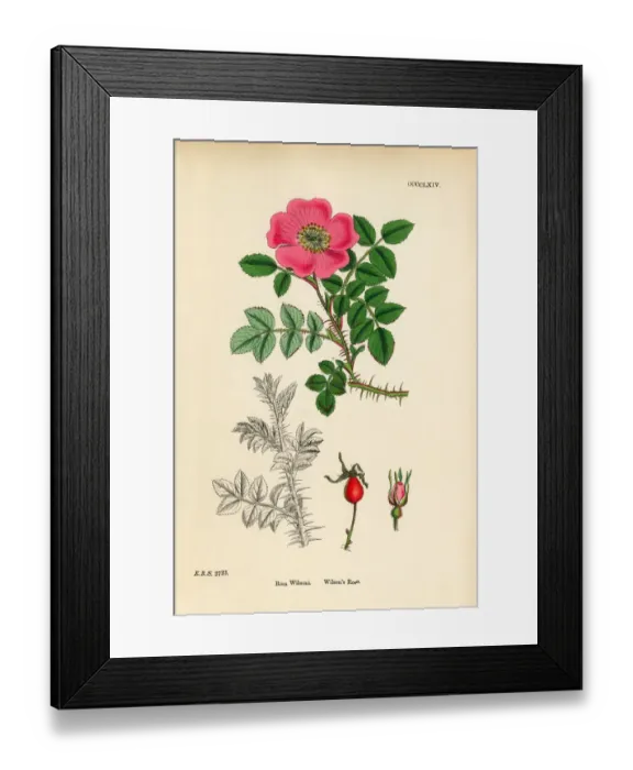 Framed Print : Wilsonas Rose, Rosa Wilsoni, Victorian Botanical Illustration, 1863 Framed Print : Wilsonas Rose, Rosa Wilsoni, Victorian Botanical Illustration, 1863