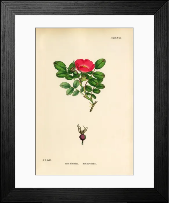 Framed Print : Soft-leaved Rose, Rosa mollissima, Victorian Botanical Illustration, 1863 Framed Print : Soft-leaved Rose, Rosa mollissima, Victorian Botanical Illustration, 1863